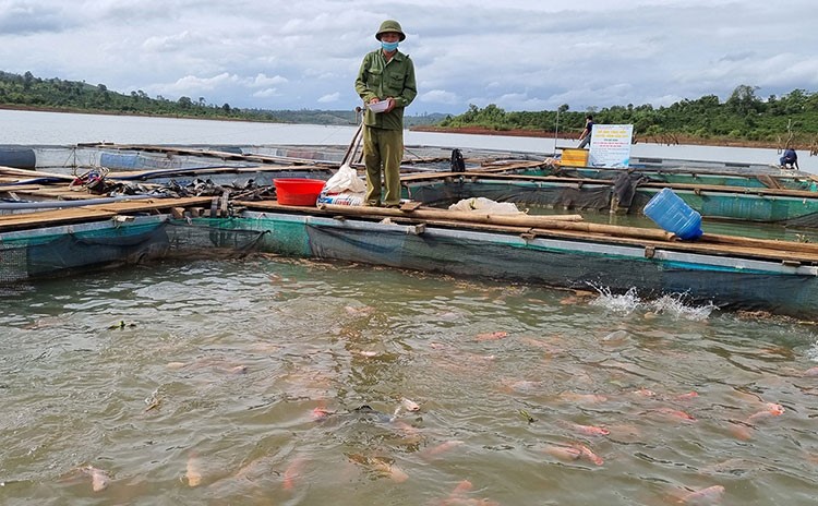 Phát triển bền vững nghề nuôi cá lồng