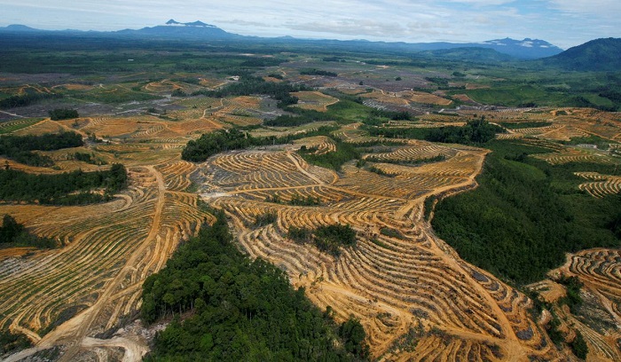 EU ngăn chặn nhập khẩu nhiều hàng hóa liên quan đến phá rừng