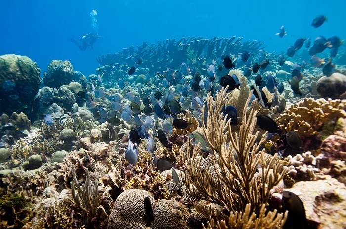 Báo động nguy cơ tuyệt chủng của nhiều loài sinh vật biển