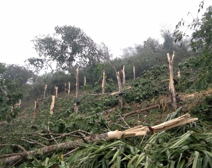 Sìn Hồ (Lai Châu): Hơn 7.000 cây cao su bị gãy đổ do mưa dông