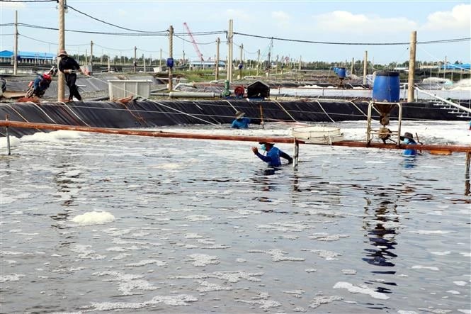 Kiên Giang: Cấp phát gần 21 tấn hóa chất xử lý dịch bệnh trên tôm nuôi