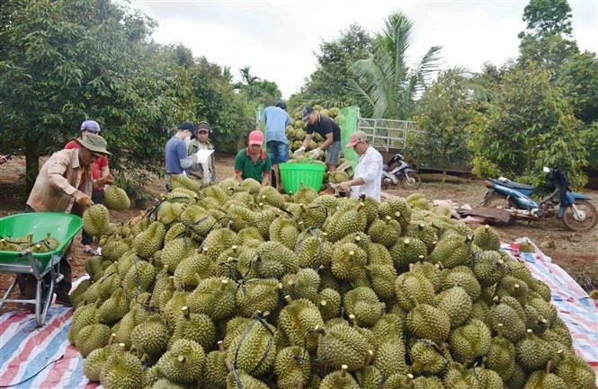 Diện tích sầu riêng tăng nhanh chóng tiềm ẩn nhiều rủi ro