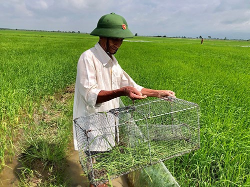 Bình Thuận: Phát động chiến dịch diệt chuột, bảo vệ vụ lúa đông-xuân