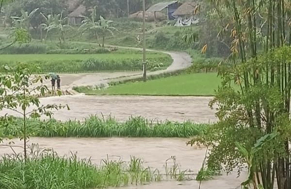 Tuyên Quang: Gần 120ha lúa, hoa màu bị ngập úng