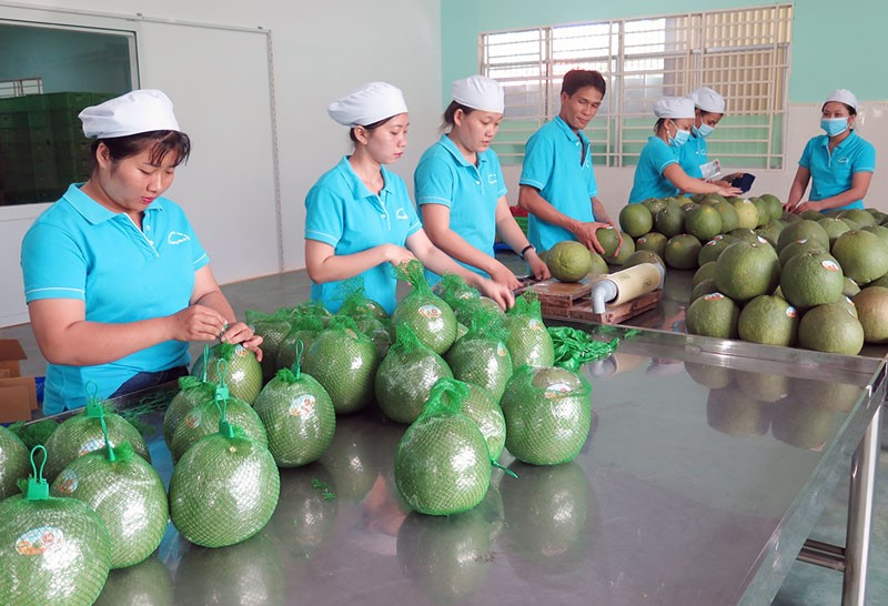 Phát triển công nghệ mới trong bảo quản quả bưởi