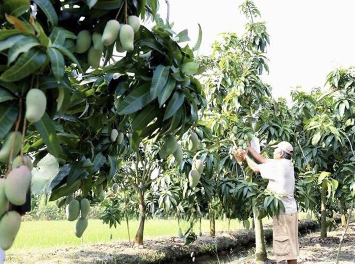 Cần Thơ: Chuyển đổi hơn 2.500ha đất trồng lúa sang cây trồng khác