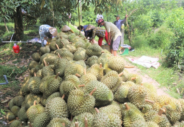 Xây dựng chương trình giám sát chất lượng sầu riêng xuất khẩu