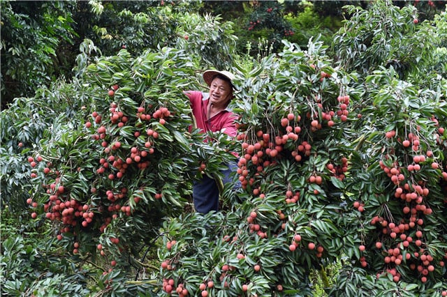 Trung Quốc: Sản lượng vải quả giảm mạnh do thời tiết khắc nghiệt