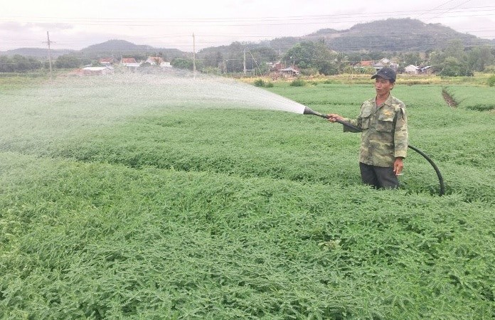 Mở rộng diện tích trồng, bảo tồn cây dược liệu