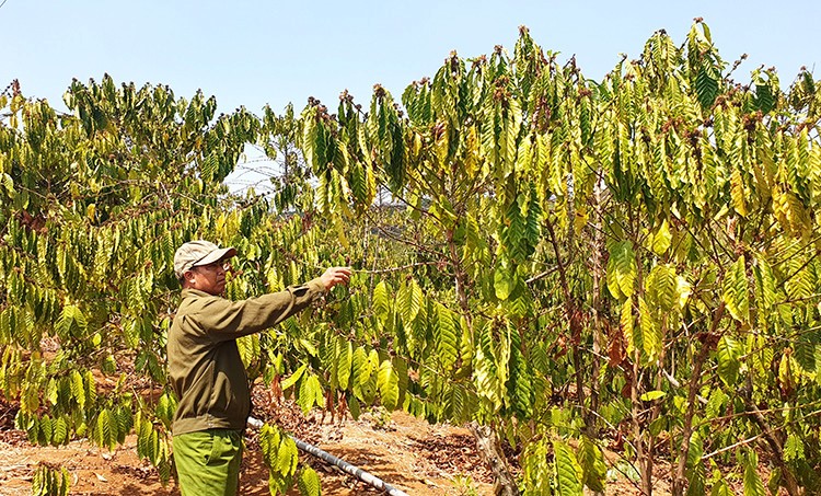 Đắk Nông: Gần 31.000 ha cây trồng có nguy cơ bị khô hạn