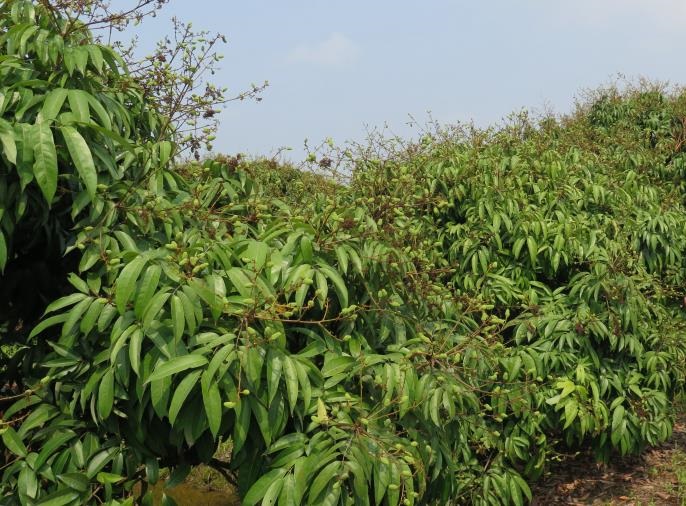 Chí Linh (Hải Dương): Diện tích trồng vải giảm 8ha