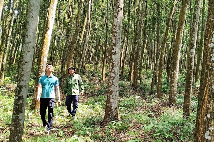 Phát triển rừng trồng gỗ lớn gắn với chứng chỉ rừng bền vững