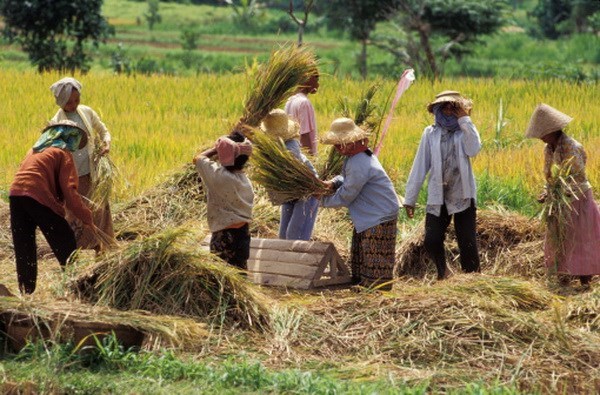 Indonesia tăng cường dự trữ gạo để ứng phó với El Nino