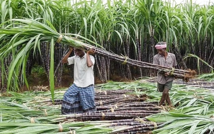 Ấn Độ dự kiến cấm xuất khẩu đường