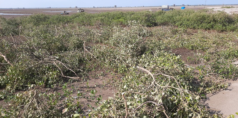 Xử lý nghiêm hành vi xâm lấn, chặt phá cây tại VQG Xuân Thủy