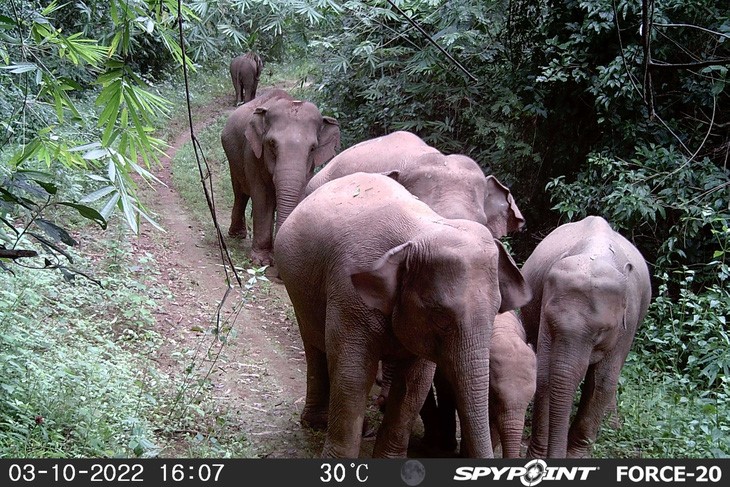 Đặt bẫy ảnh trong theo dõi, giám sát  voi rừng