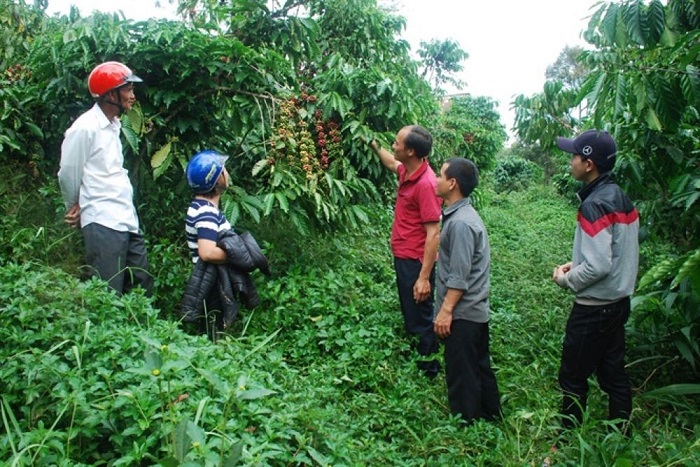 Khuyến nông cộng đồng góp phần nâng cao hiệu quả sản xuất cà phê