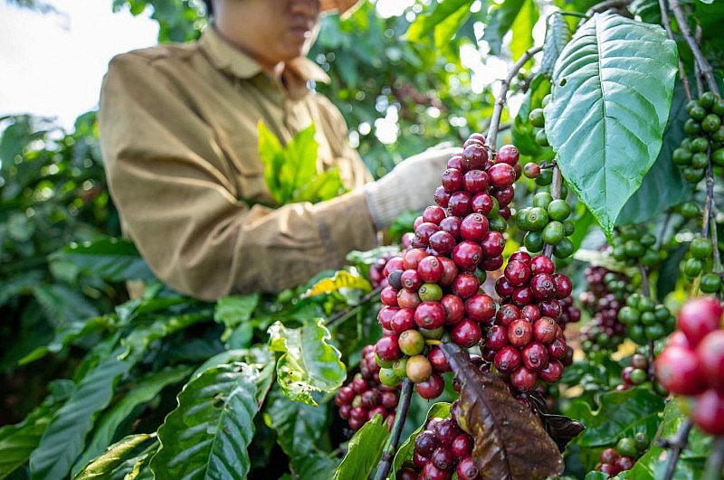 Xây dựng vùng nguyên liệu cà phê xuất khẩu đạt chuẩn