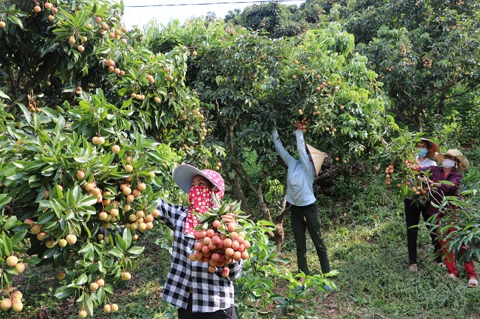 Mở rộng vùng sản xuất vải thiều đáp ứng tiêu chuẩn xuất khẩu