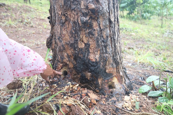 Lâm Đồng: Gần 100 cây thông 3 lá bị phá hoại
