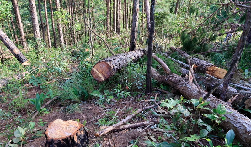Lâm Đồng: Điều tra, xử lý nghiêm vụ triệt hạ rừng thông