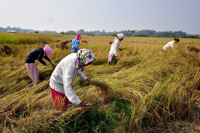 Ấn Độ hạn chế xuất khẩu gạo để ứng phó nguy cơ thiếu hụt lương thực