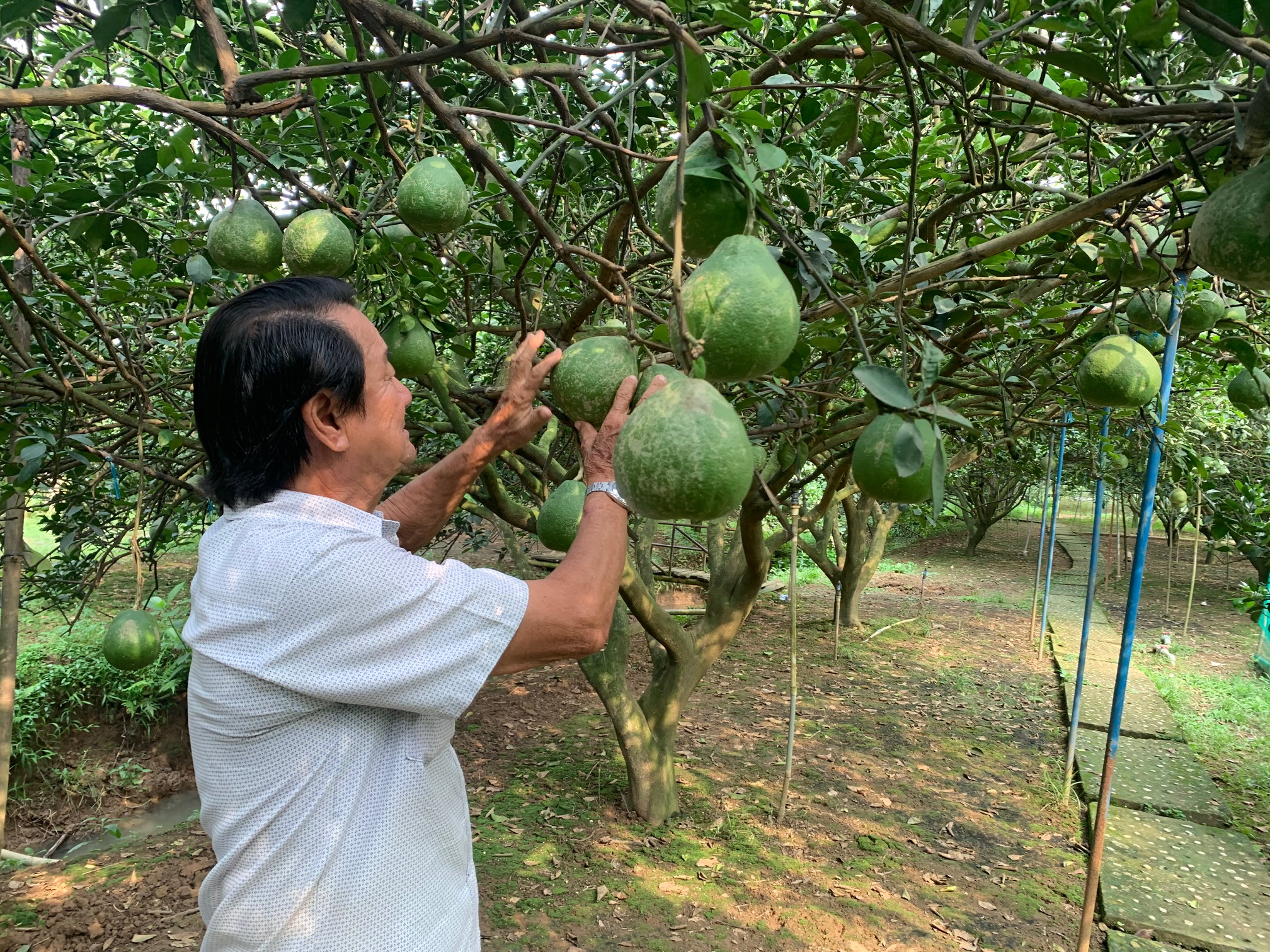 Đồng Nai đẩy mạnh phát triển nông nghiệp hữu cơ hướng tới xuất khẩu