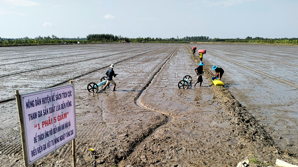 Sóc Trăng: Xuống giống gần 140.000ha lúa vụ Hè Thu