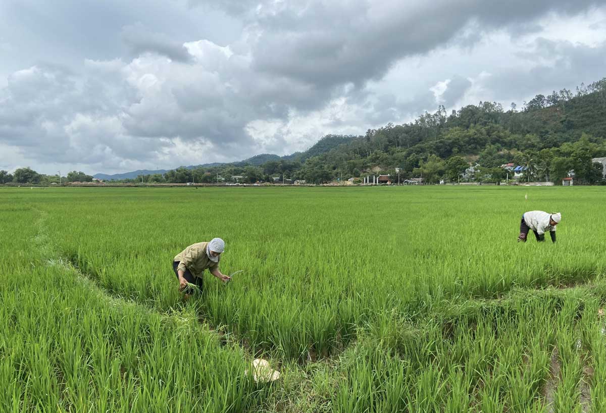 Chủ động phòng, trừ sâu bệnh gây hại trên lúa vụ mùa