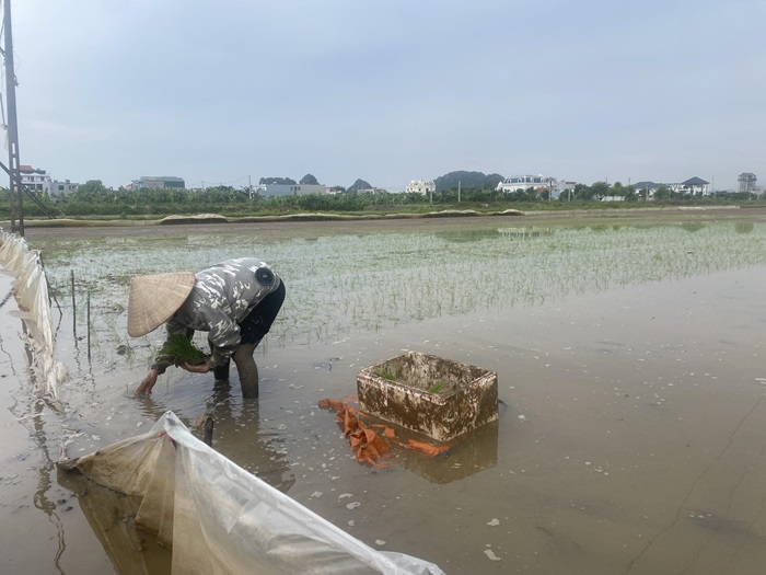 Ninh Bình: Khắc phục các vùng trồng lúa bị ngập úng