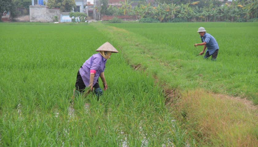 Phú Thọ: Gần 6.000ha lúa mùa cần phòng trừ sâu cuốn lá nhỏ