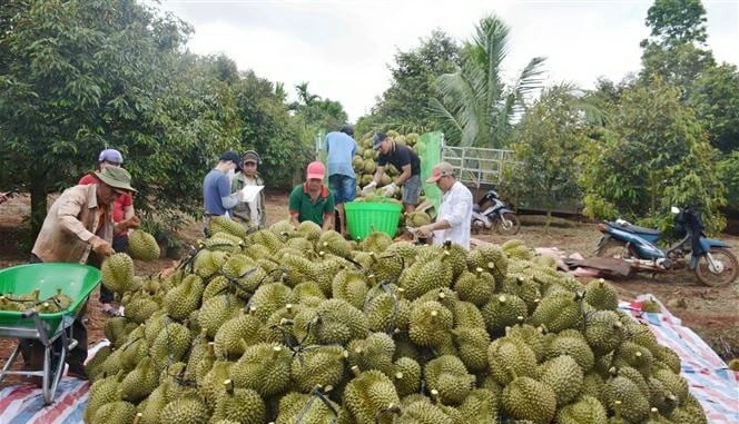 Đắk Lắk siết chặt quản lý vùng trồng, cơ sở đóng gói sầu riêng xuất khẩu