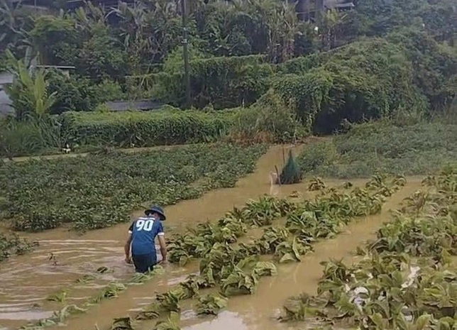 Lạng Sơn: Hơn 400ha lúa, hoa màu bị ngập úng