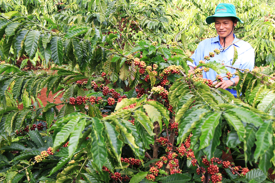 Phát triển vùng nguyên liệu nông, lâm sản đạt tiêu chuẩn xuất khẩu