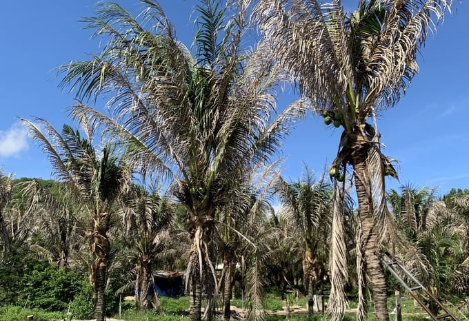 Tiền Giang ngăn chặn dịch sâu đầu đen gây hại vườn dừa lan rộng