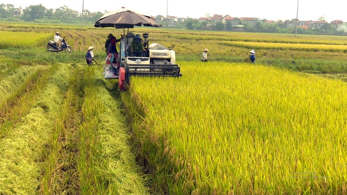 Phú Thọ: Thu hoạch trên 70% diện tích lúa vụ Xuân