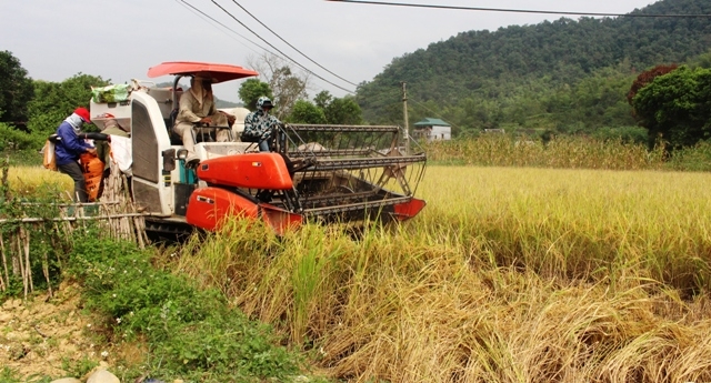 Hòa An (Cao Bằng): Tổng sản lượng lương thực có hạt đạt gần 14.600 tấn