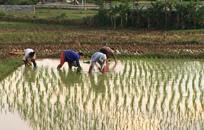 Cao Bằng: Toàn tỉnh gieo cấy được hơn 19.000ha lúa mùa