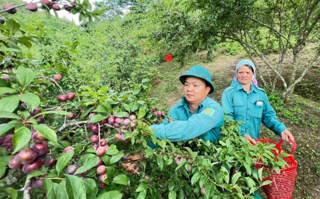 Bắc Hà (Lào Cai): Phấn đấu trồng khoảng 200ha mận Tả van chín sớm