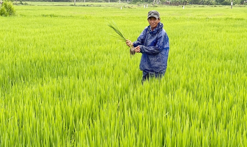 Quảng Nam: 174 ha lúa Hè Thu bị chuột và sâu bệnh gây hại