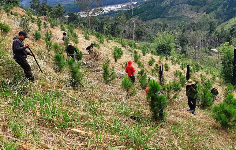 Gia Lai: Quy định đơn giá trồng rừng thay thế khi chuyển mục đích sử dụng rừng