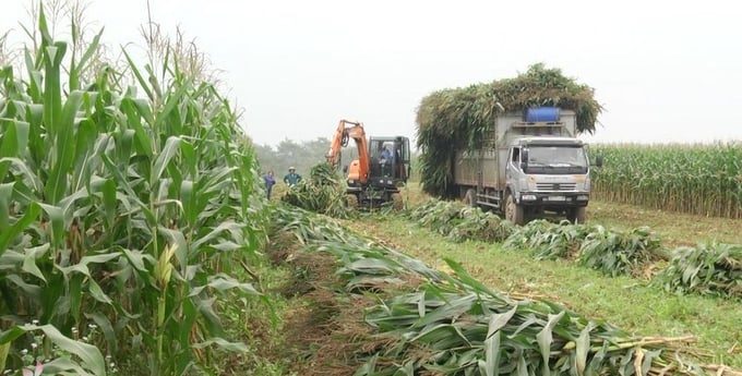 Nghệ An: Phấn đấu trồng gần 35.000 ha cây vụ Đông