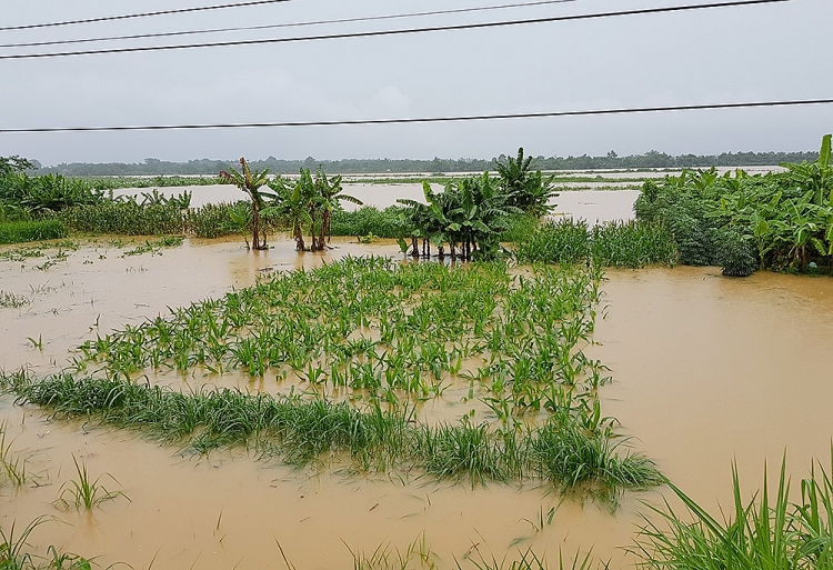 Phú Thọ: Mưa lớn gây nhiều thiệt hại