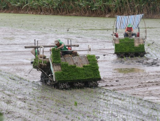 Đồng Tháp: Đẩy nhanh tiến độ xuống giống vụ lúa Thu Đông