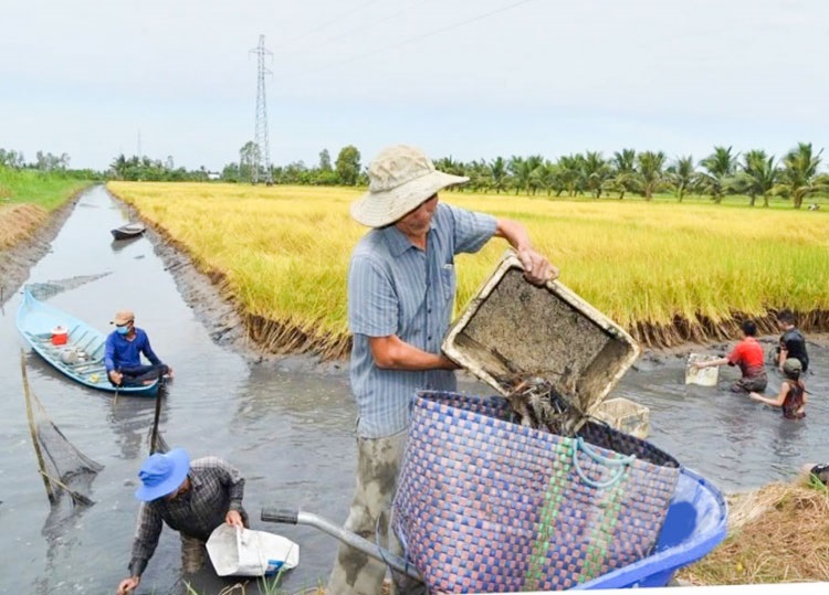 Giải pháp phát triển bền vững mô hình sản xuất tôm-lúa