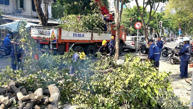 TP. HCM rà soát, đảm bảo an toàn đối với hệ thống cây xanh