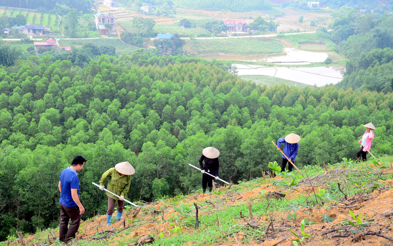 Thủ tục giao rừng cho hộ gia đình, cá nhân và cộng đồng dân cư