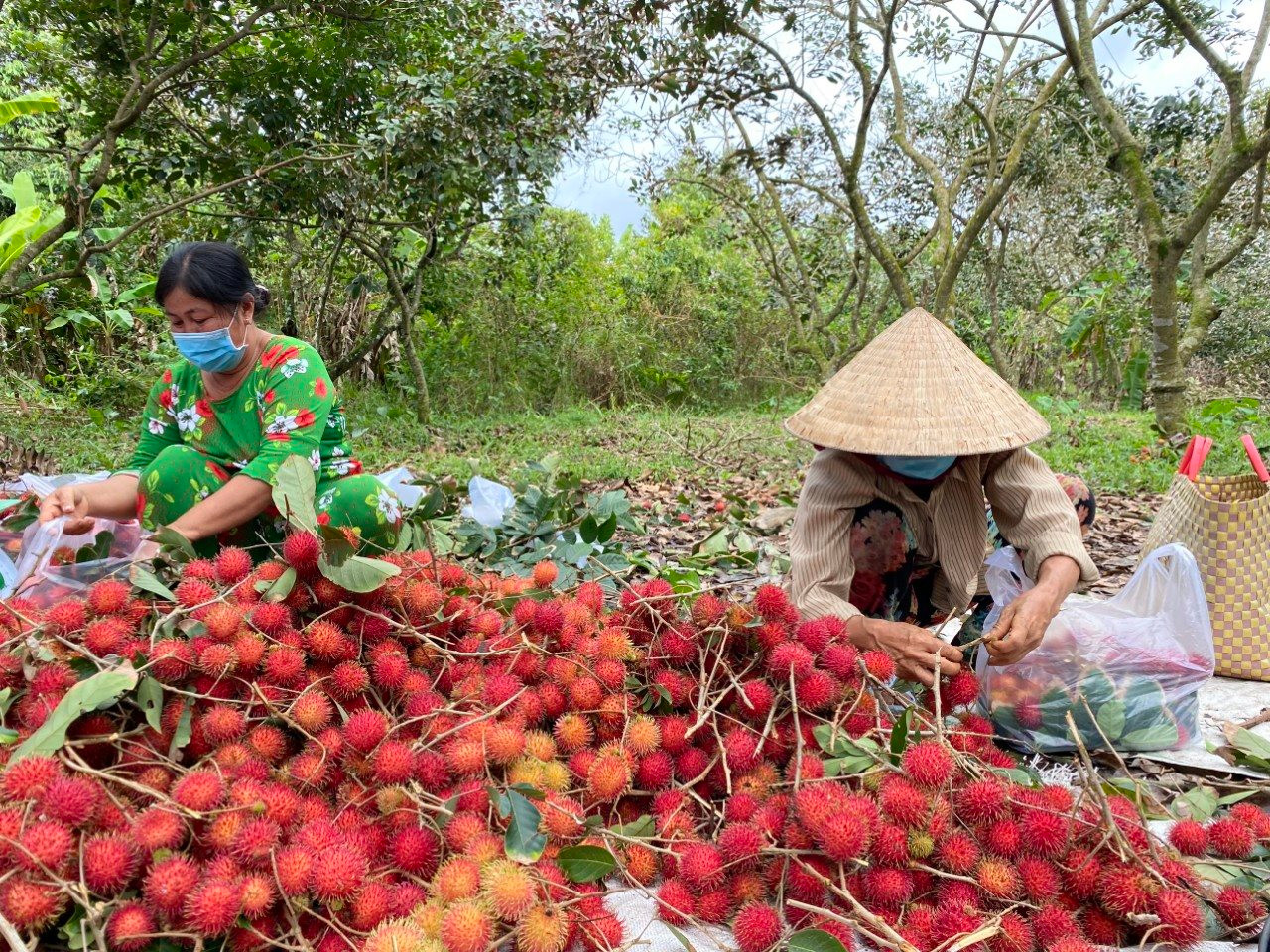 Ngã Bảy (Hậu Giang): Chuyển đổi hơn 1.800ha cây trồng kém hiệu quả