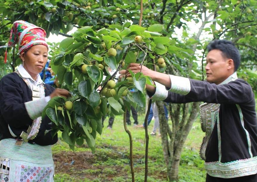 Lào Cai: Mở rộng hơn 530ha diện tích cây ăn quả ôn đới