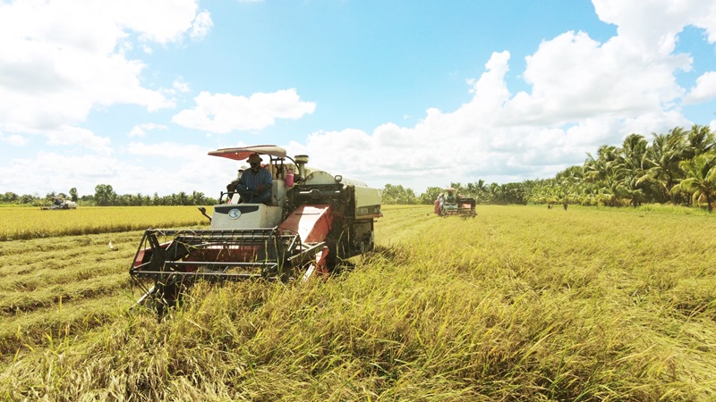 Nhân rộng mô hình canh tác lúa chất lượng cao, giảm phát thải